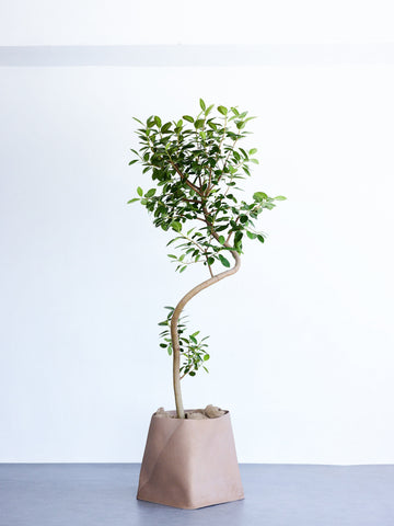 フランスゴムの木 まがり  XL 【首都圏限定】 (レザーカバー ベージュ)