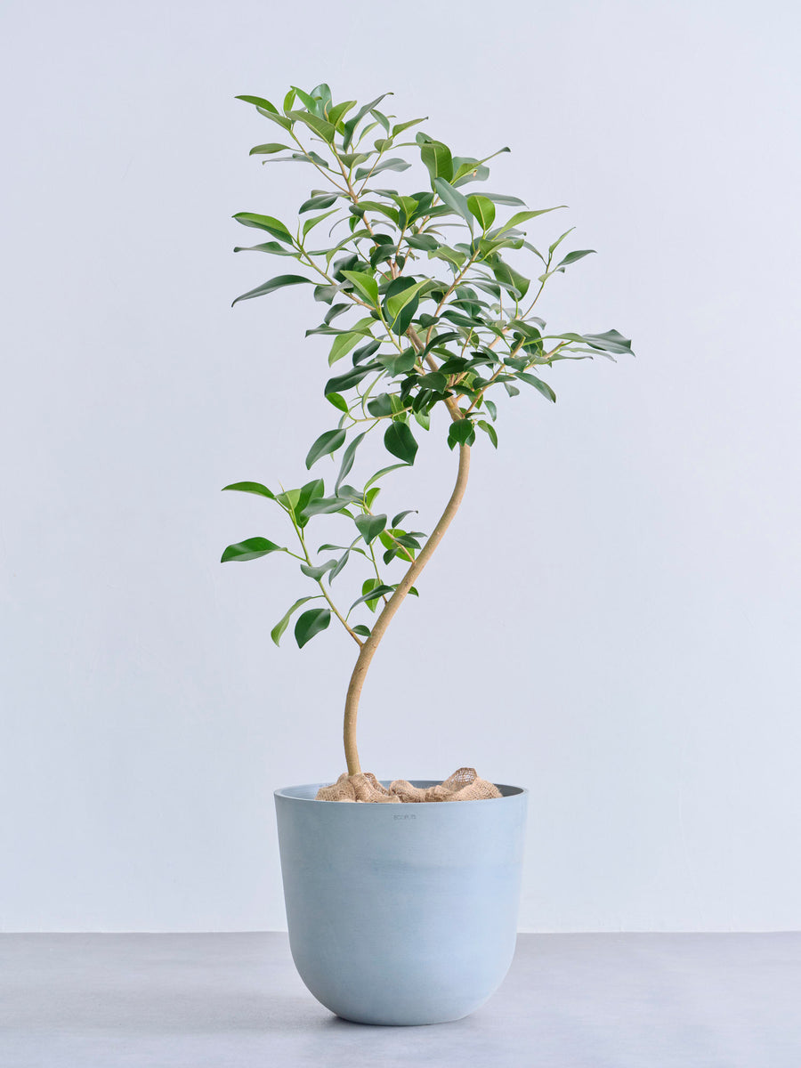 フランスゴムの木 まがり | 観葉植物の通販 AND PLANTS (アンドプランツ)