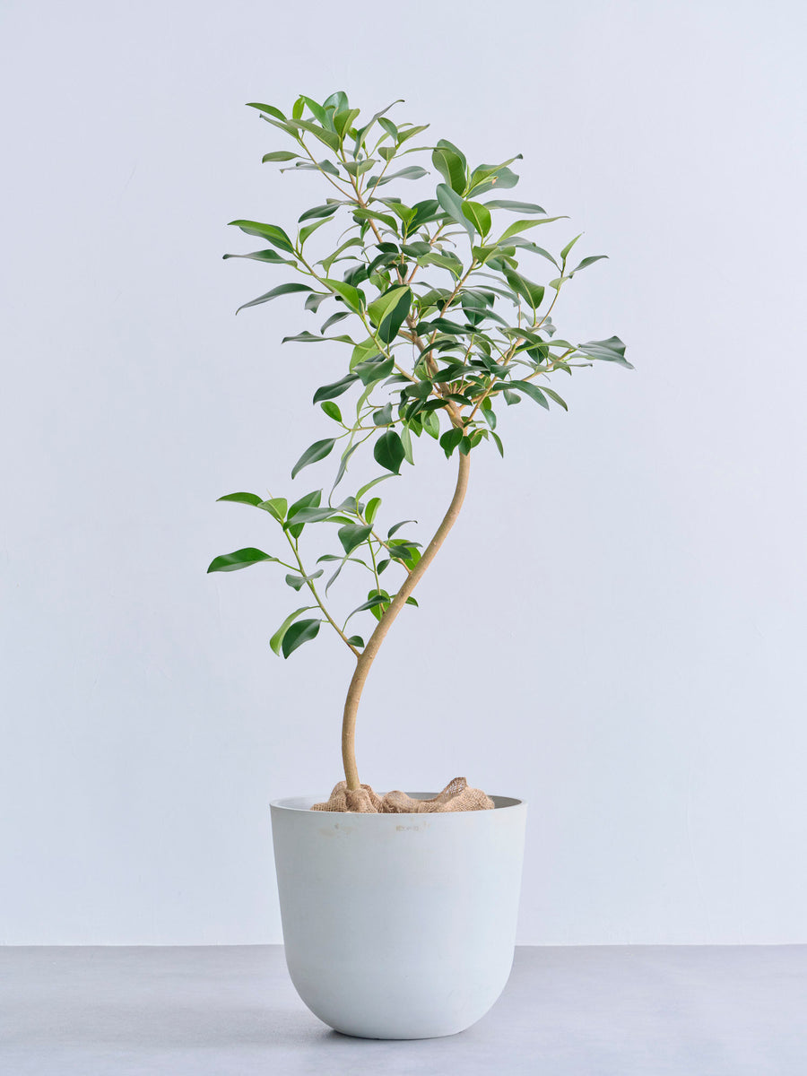 フランスゴムの木 まがり | 観葉植物の通販 AND PLANTS (アンドプランツ)