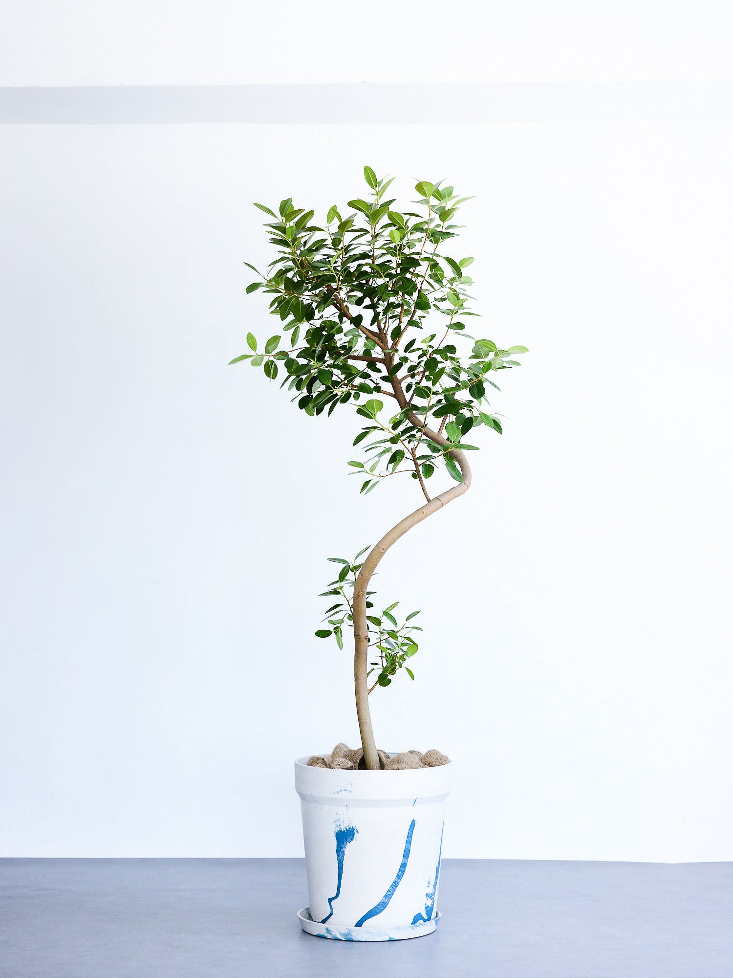 フランスゴムの木 まがり  XL【首都圏限定】  (アーバンプランツポット マーブルミルク)