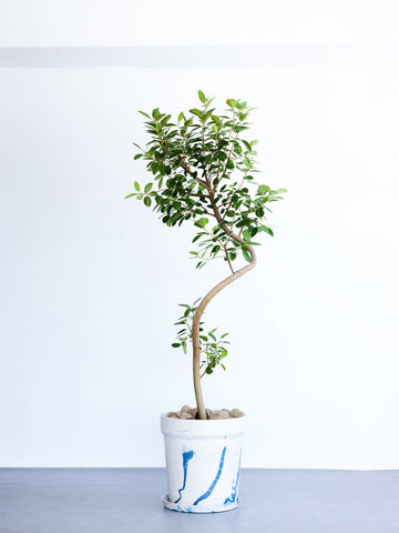 フランスゴムの木 まがり  XL【首都圏限定】  (アーバンプランツポット マーブルミルク)