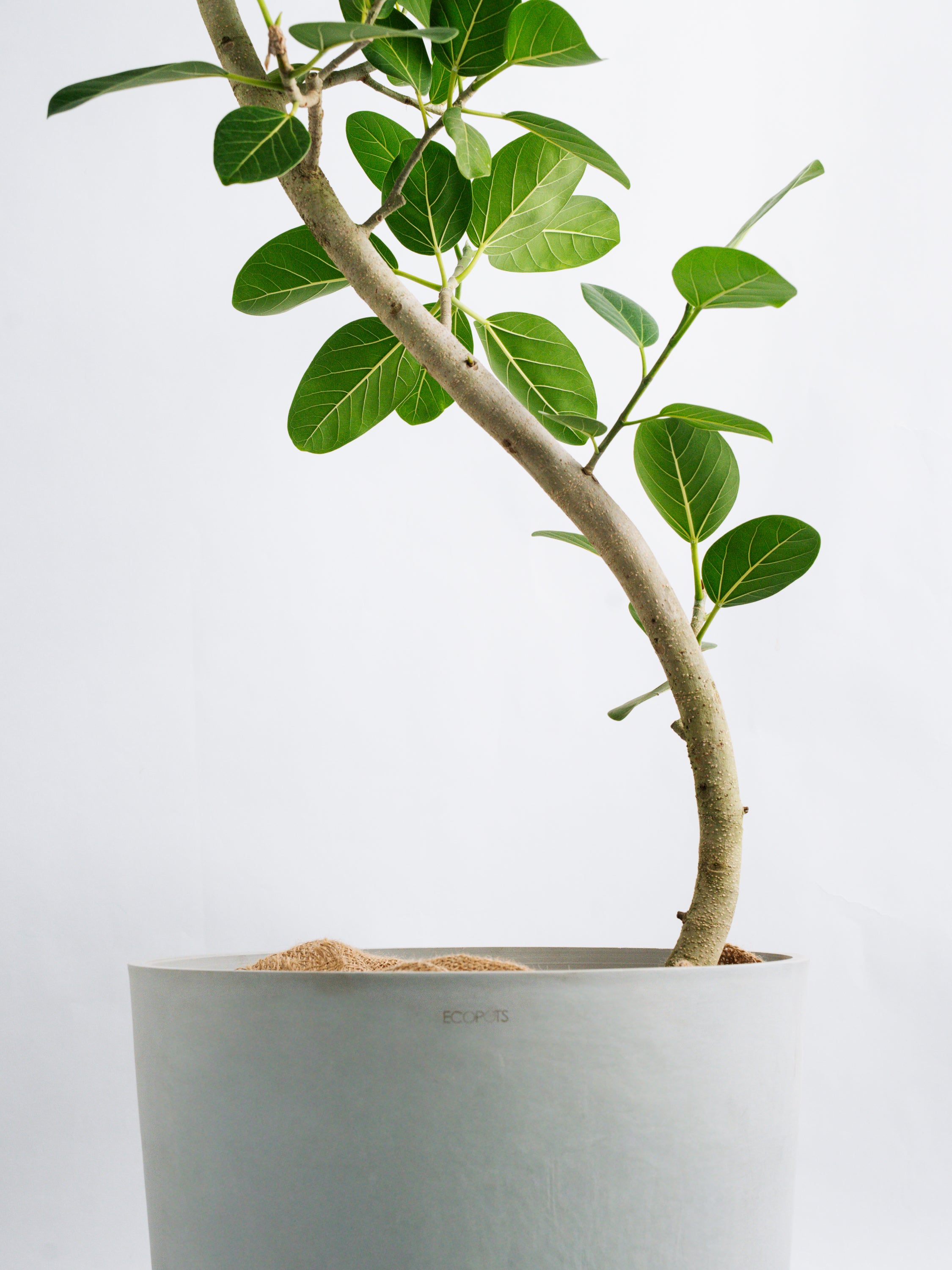 フィカス・ベンガレンシス まがり XL 【首都圏限定】 | 観葉植物の通販
