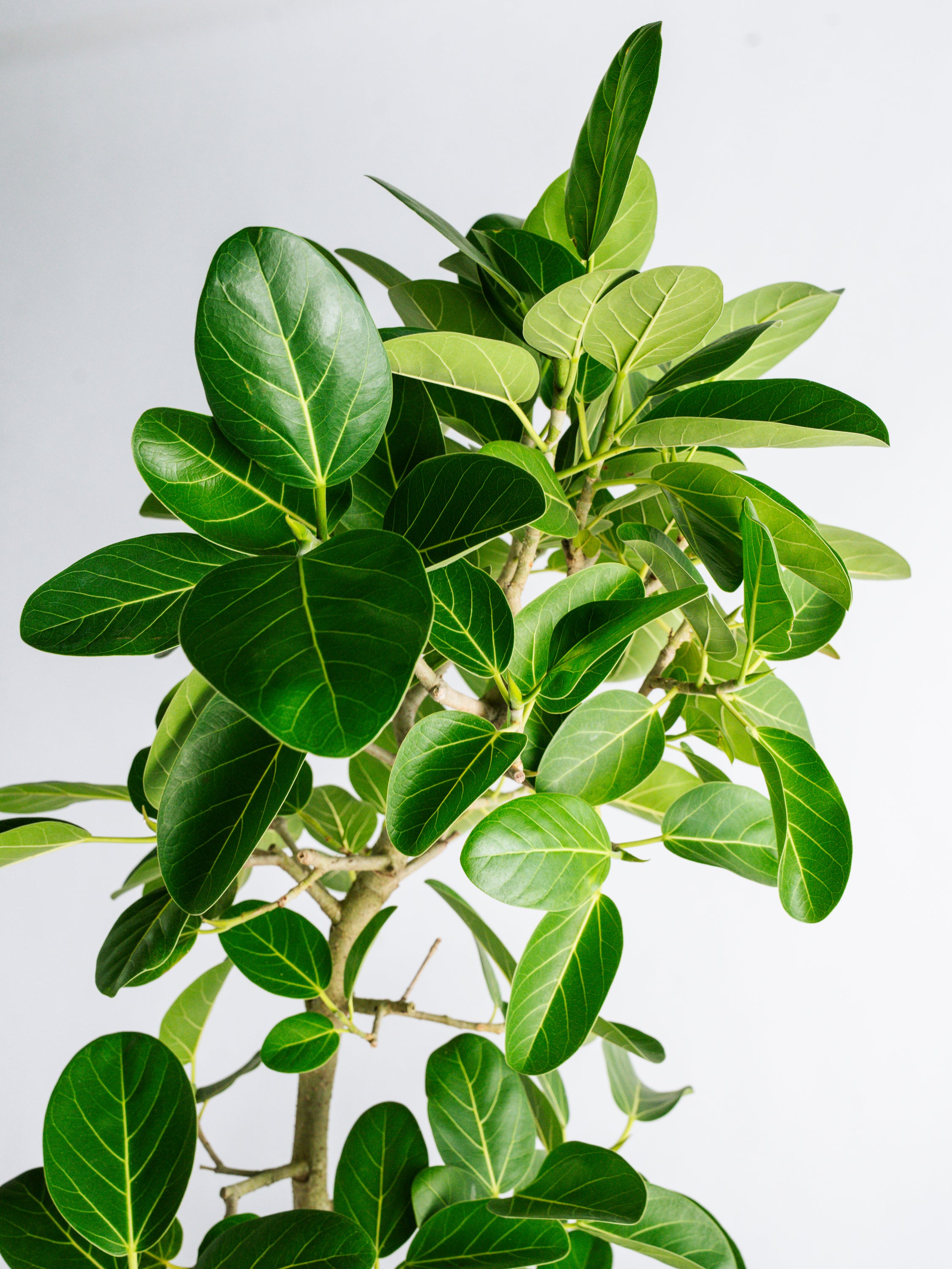 フィカス・ベンガレンシス まがり XL 【首都圏限定】 | 観葉植物の通販