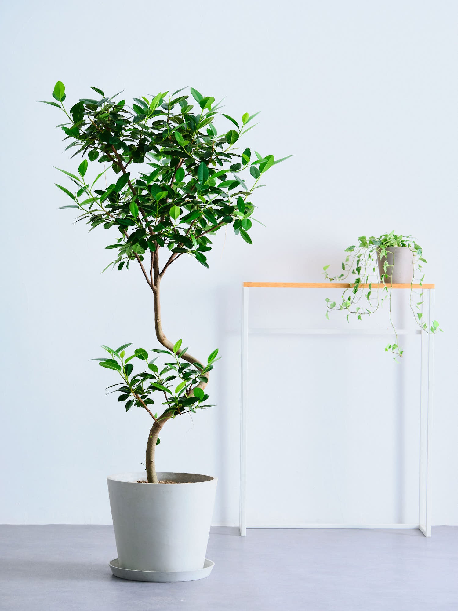 フランスゴムの木 まがり L 〈沖縄産〉 | 観葉植物の通販 AND PLANTS