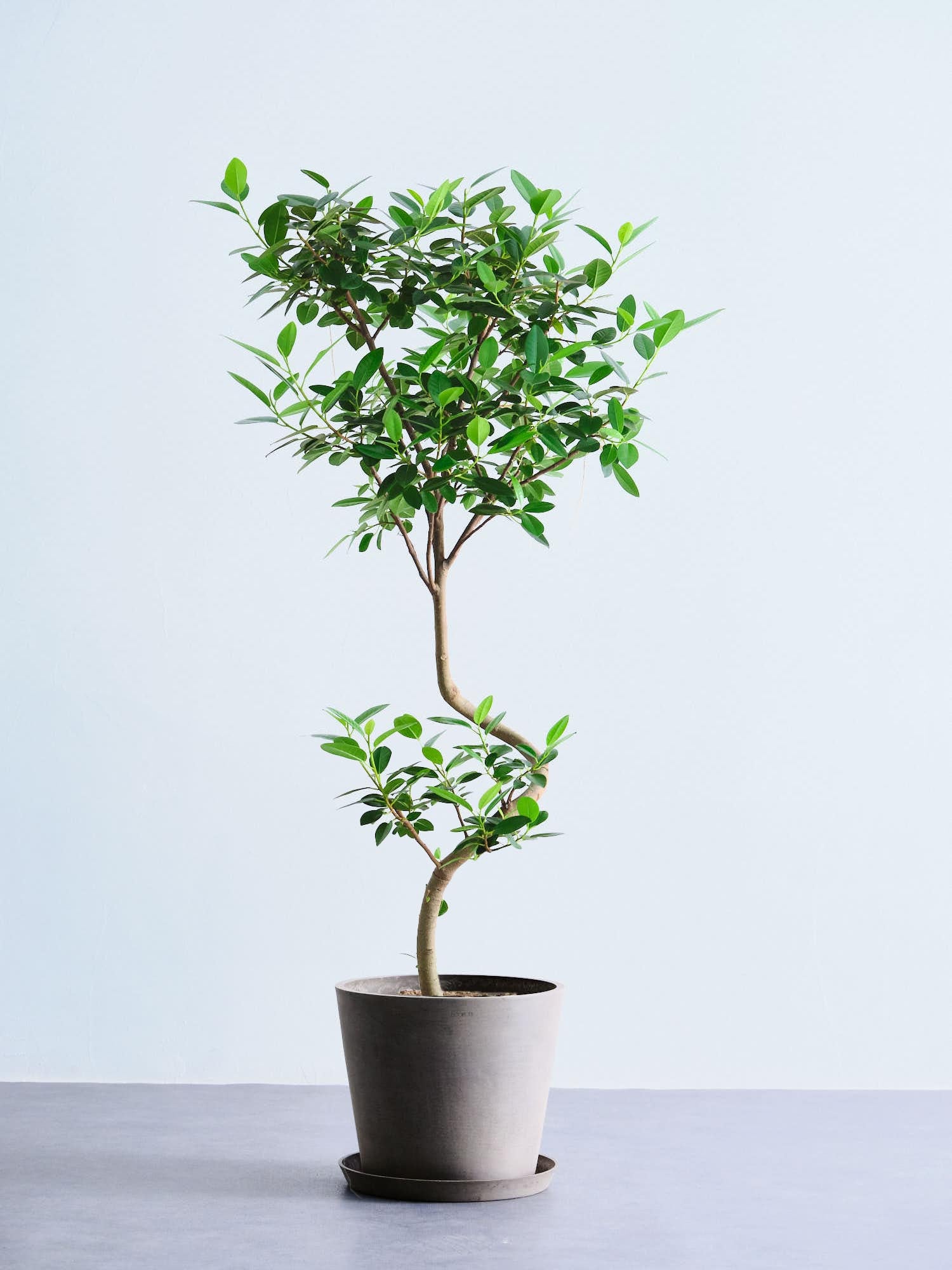 フランスゴムの木 まがり L 〈沖縄産〉 | 観葉植物の通販 AND PLANTS