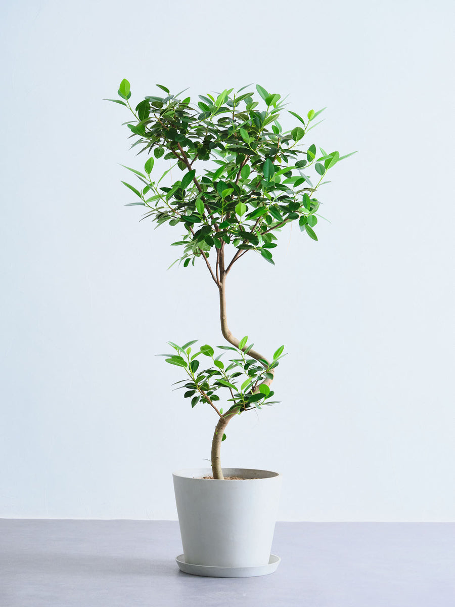 フランスゴムの木 10号 | 観葉植物の通販 AND PLANTS (アンドプランツ)