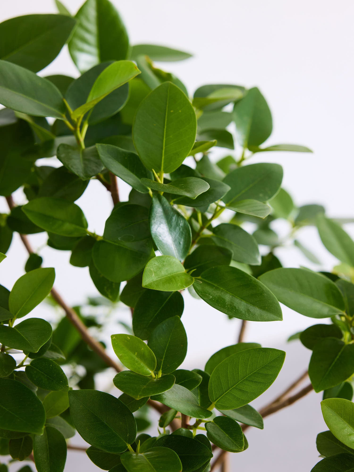 フランスゴムの木 まがり L 〈沖縄産〉| 観葉植物通販 AND PLANTS (アンドプランツ)