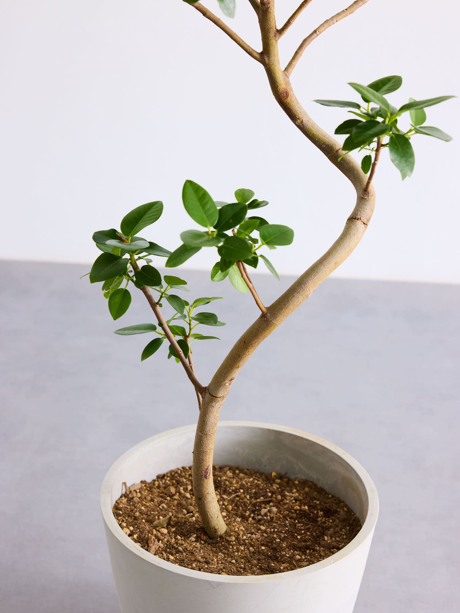 フランスゴムの木 まがり L 〈沖縄産〉| 観葉植物通販 AND PLANTS 