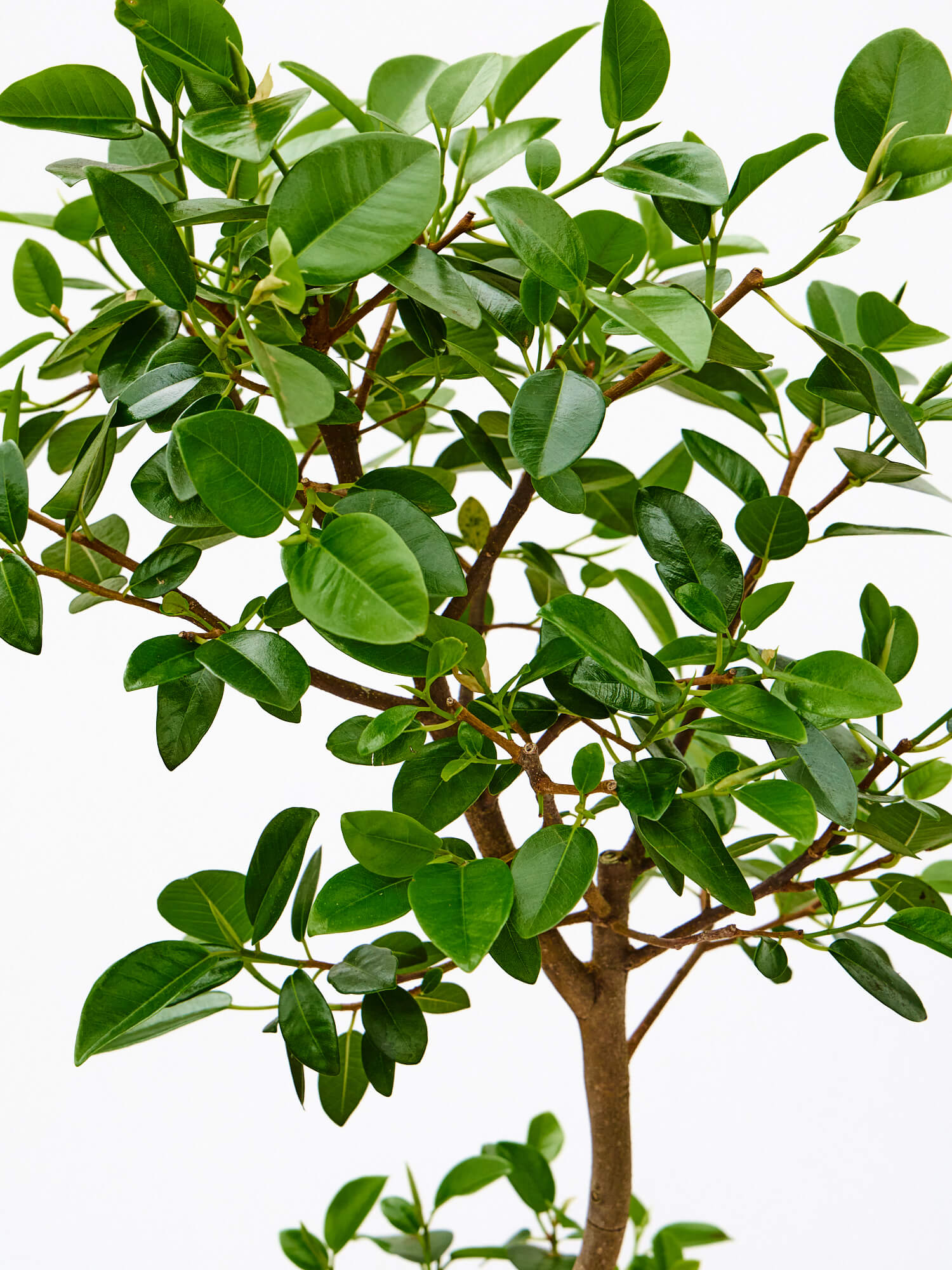 フランスゴムの木 まがり L 〈沖縄産〉| 観葉植物通販 AND PLANTS 