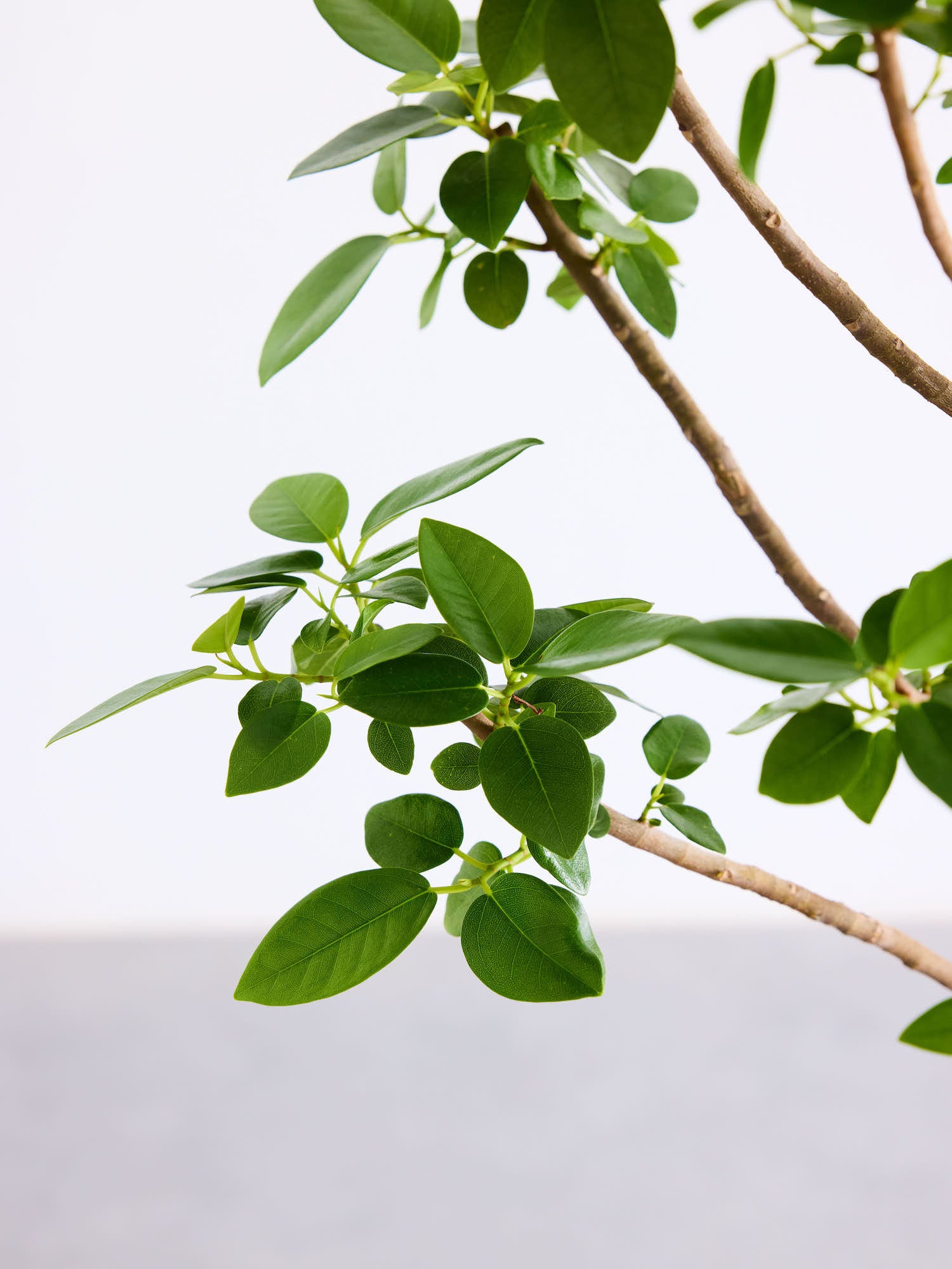 フランスゴムの木 まがり L 〈沖縄産〉| 観葉植物通販 AND PLANTS (アンドプランツ)