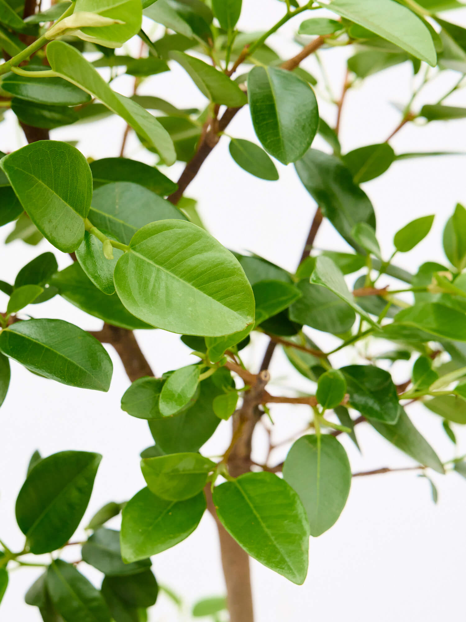 フランスゴムの木 まがり L 〈沖縄産〉| 観葉植物通販 AND PLANTS ...