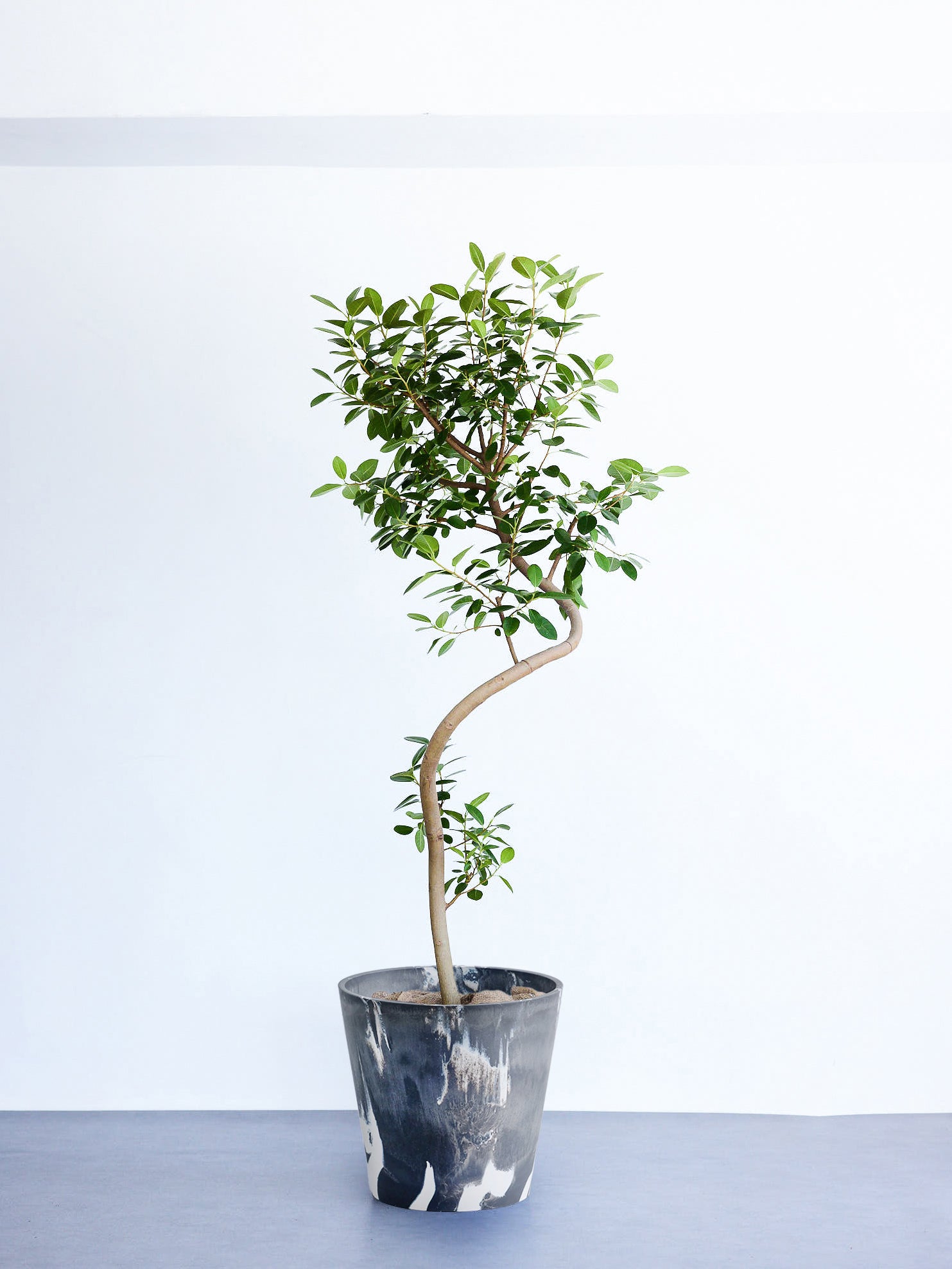 フランスゴムの木 まがり  XL【首都圏限定】  (樹脂ポット ブラックマーブル)