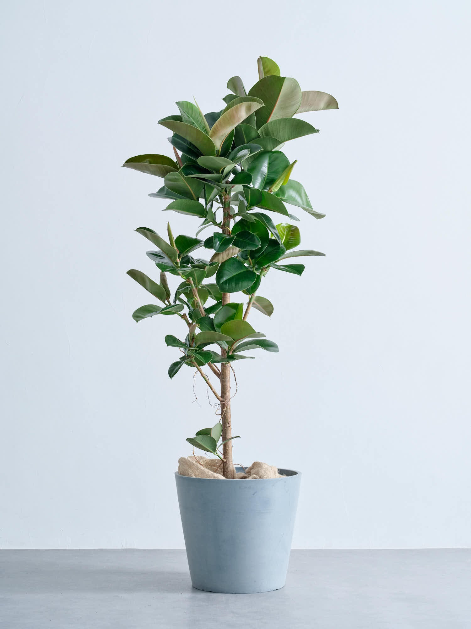 product-image_ficussofia-