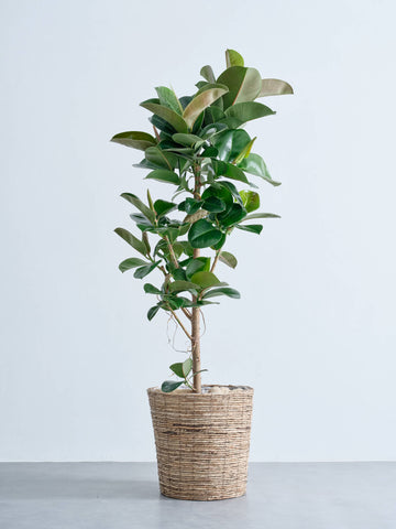 フィカス・ソフィア XL   (バナナリーフバスケット ブラウン)