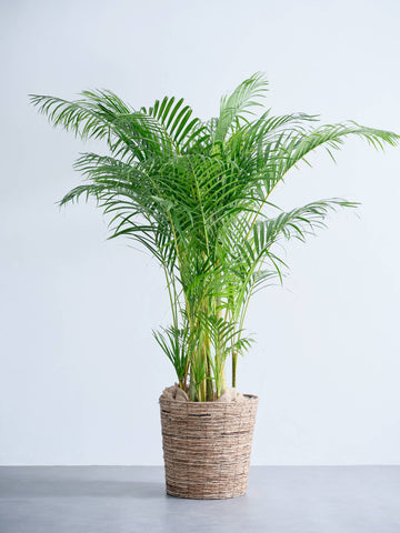 アレカヤシ XL【首都圏限定】(バナナリーフバスケット ブラウン)