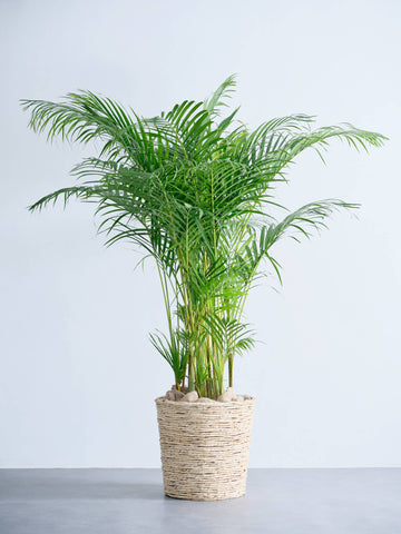 アレカヤシ XL【首都圏限定】(バナナリーフバスケット ナチュラル)