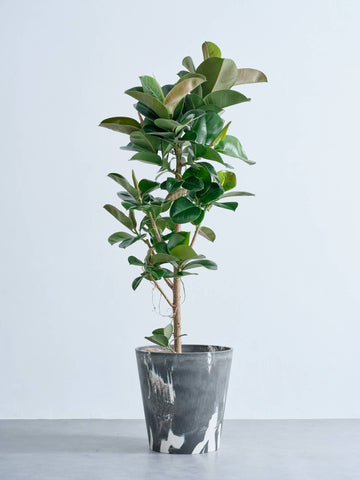 フィカス・ソフィア XL   (樹脂ポット ブラックマーブル)