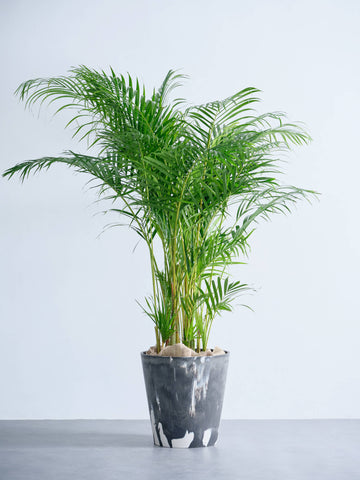 アレカヤシ XL【首都圏限定】(樹脂ポット ブラックマーブル)