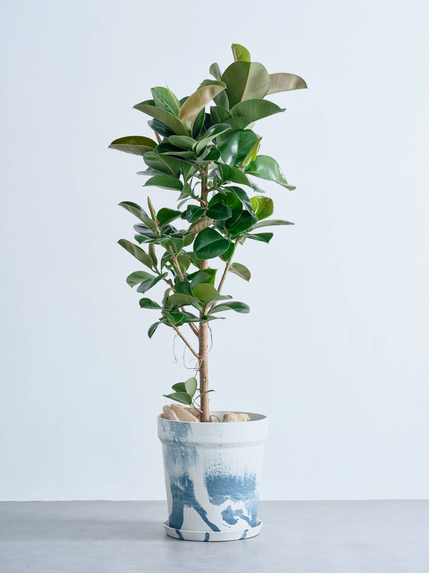 フィカス・ソフィア XL   (アーバンプランツポット マーブルミルク)