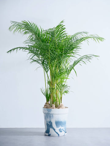 アレカヤシ XL【首都圏限定】(アーバンプランツポット マーブルミルク)