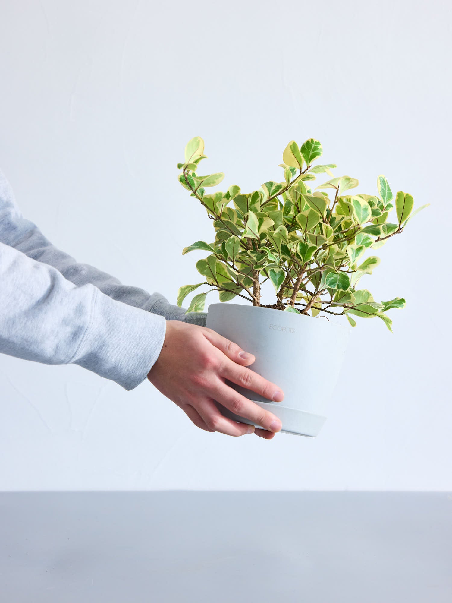 現物「フィカス・スイートハート」８号（陶器）Ficus triangularis imgrc0131889218.jpg