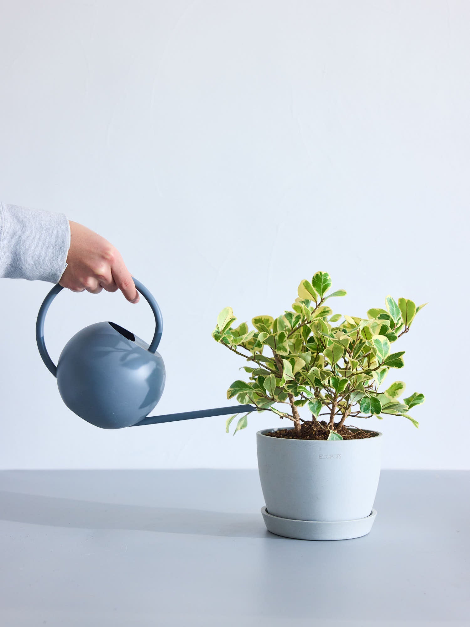 フィカス・スイートハート Table-L | 観葉植物の通販 AND PLANTS