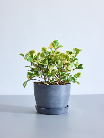 フィカス・スイートハート　Table-L