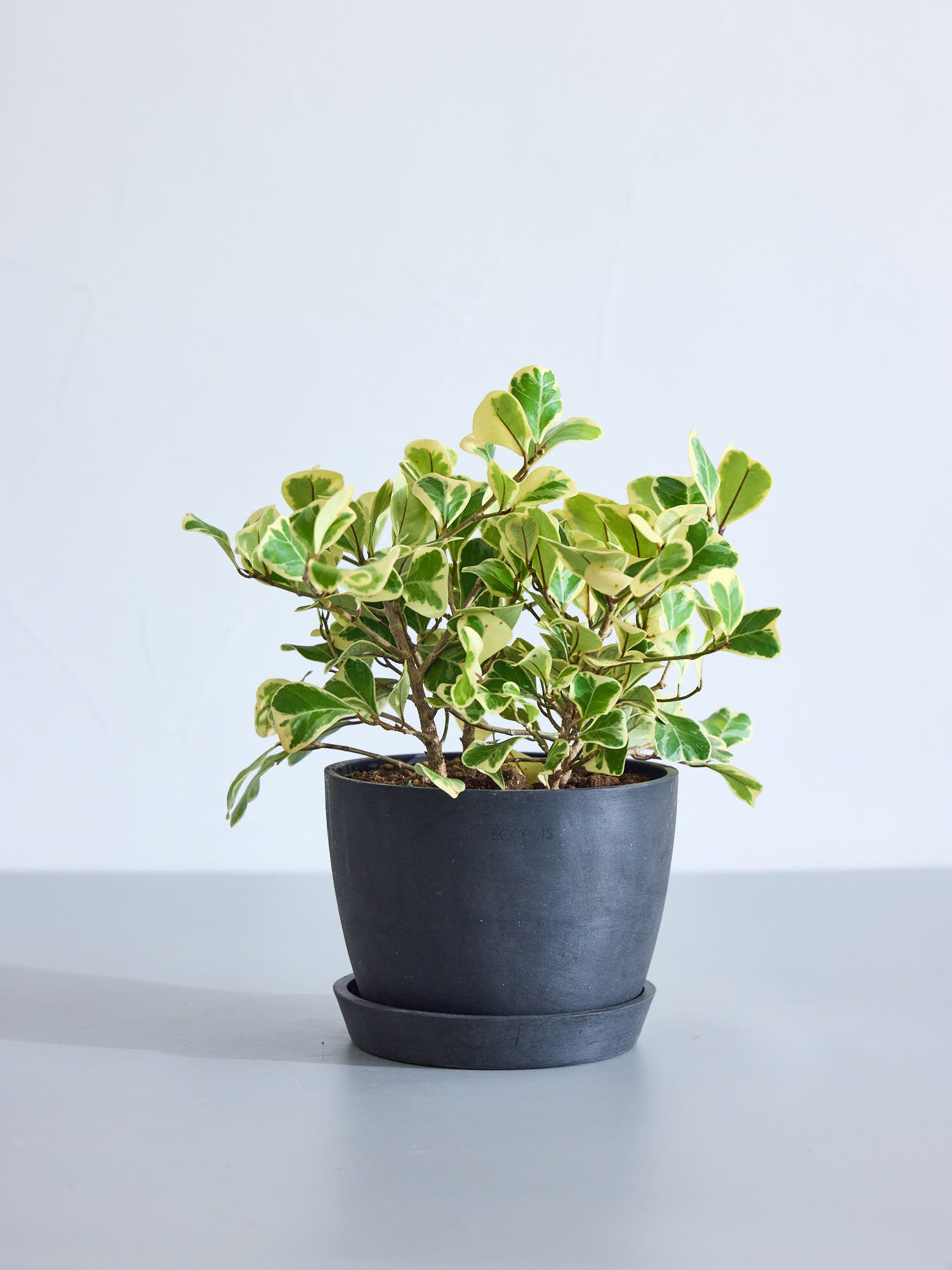 フィカス・スイートハート Table-L | 観葉植物の通販 AND PLANTS