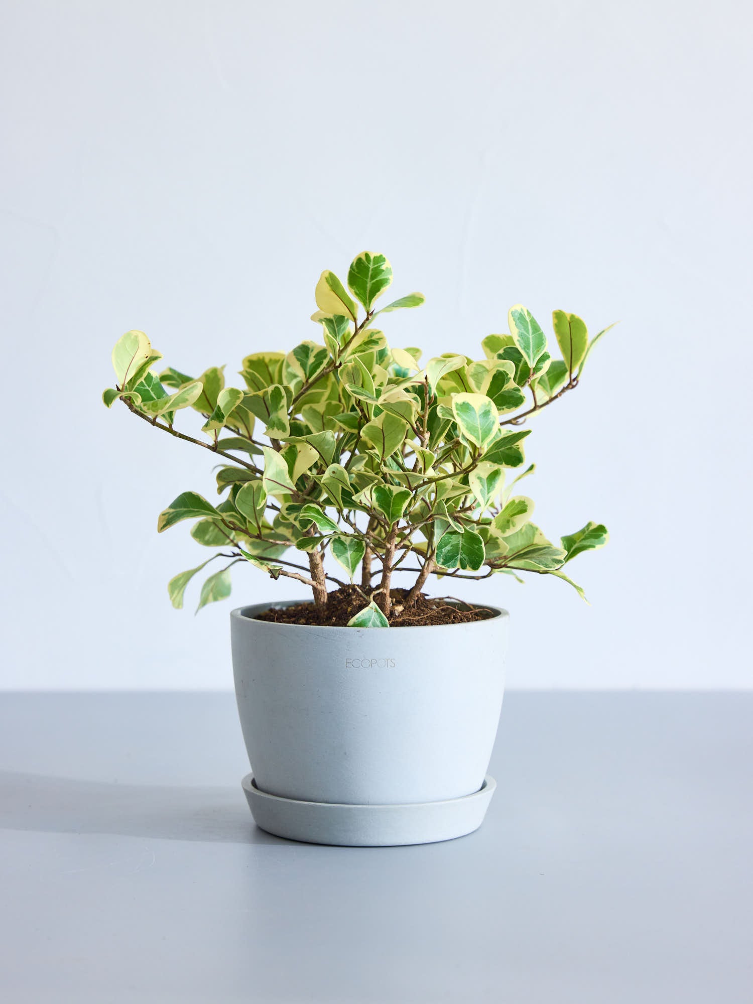 フィカス・スイートハート Table-L | 観葉植物の通販 AND PLANTS