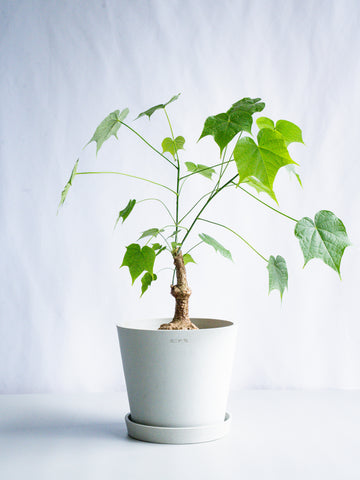 【一点もの】フィルミアナ・コロラータ S #4