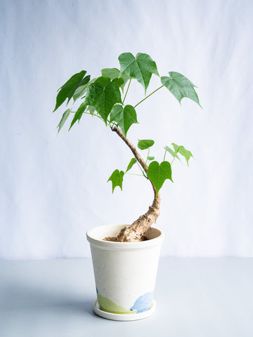 【一点もの】フィルミアナ・コロラータ S #3