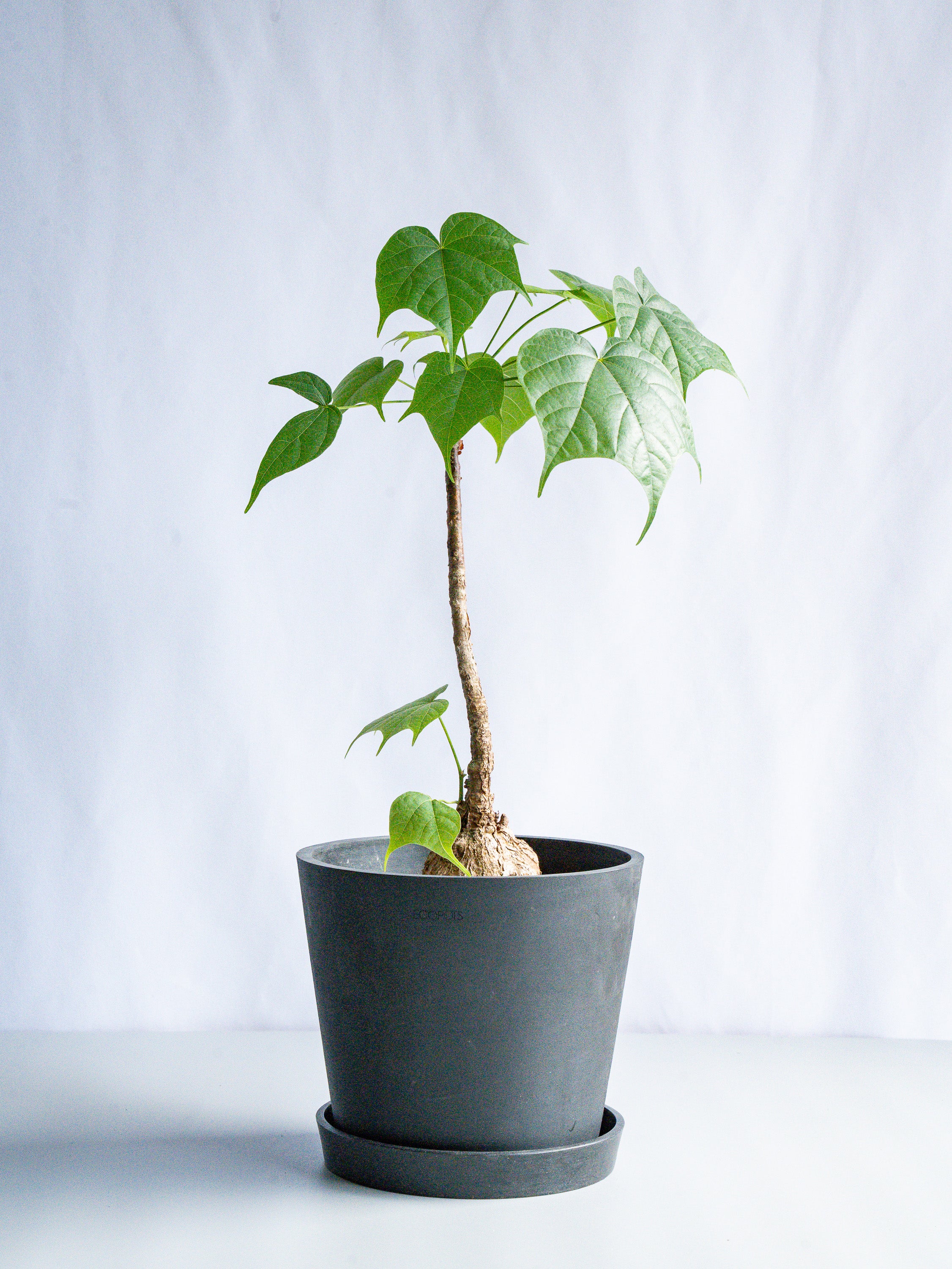 【一点もの】フィルミアナ・コロラータ S #5