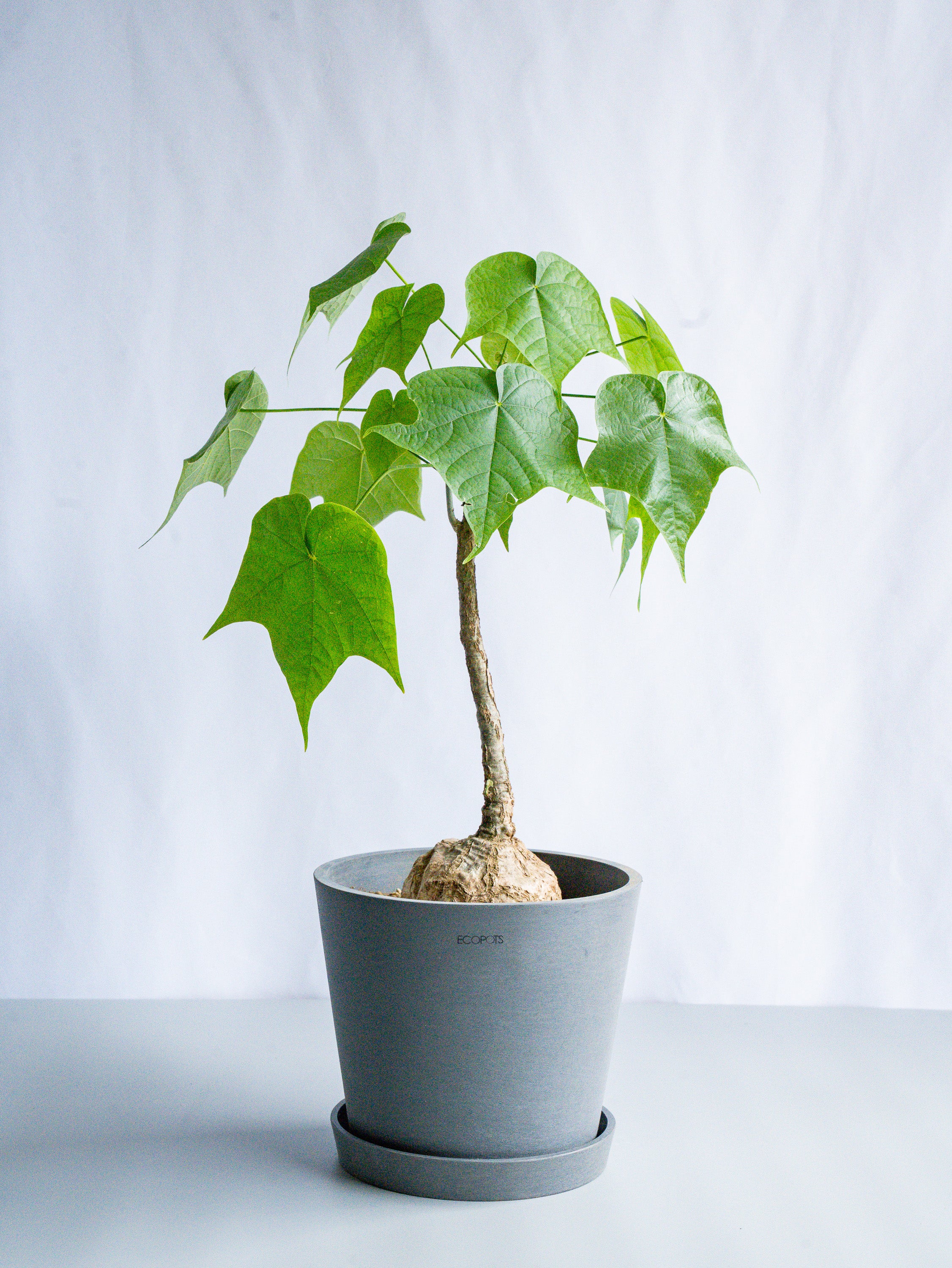 【一点もの】フィルミアナ・コロラータ S #6