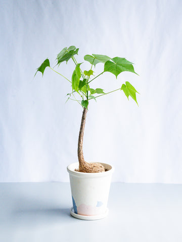 【一点もの】フィルミアナ・コロラータ S #1