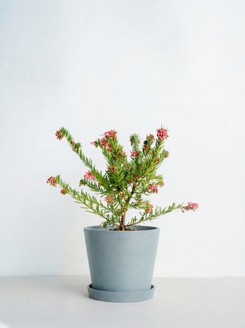 グレビレア ジョンエバンス S