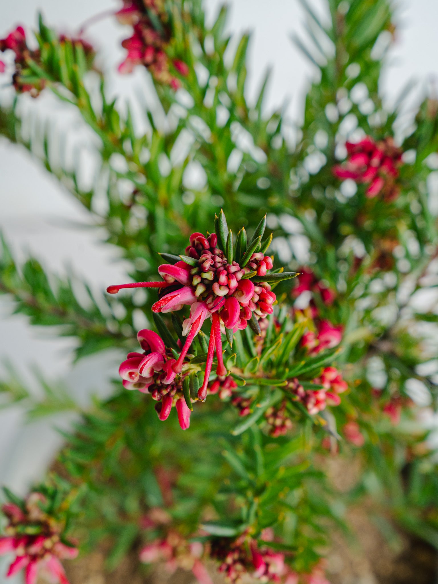 グレビレア ジョンエバンス S | 観葉植物の通販 AND PLANTS (アンド