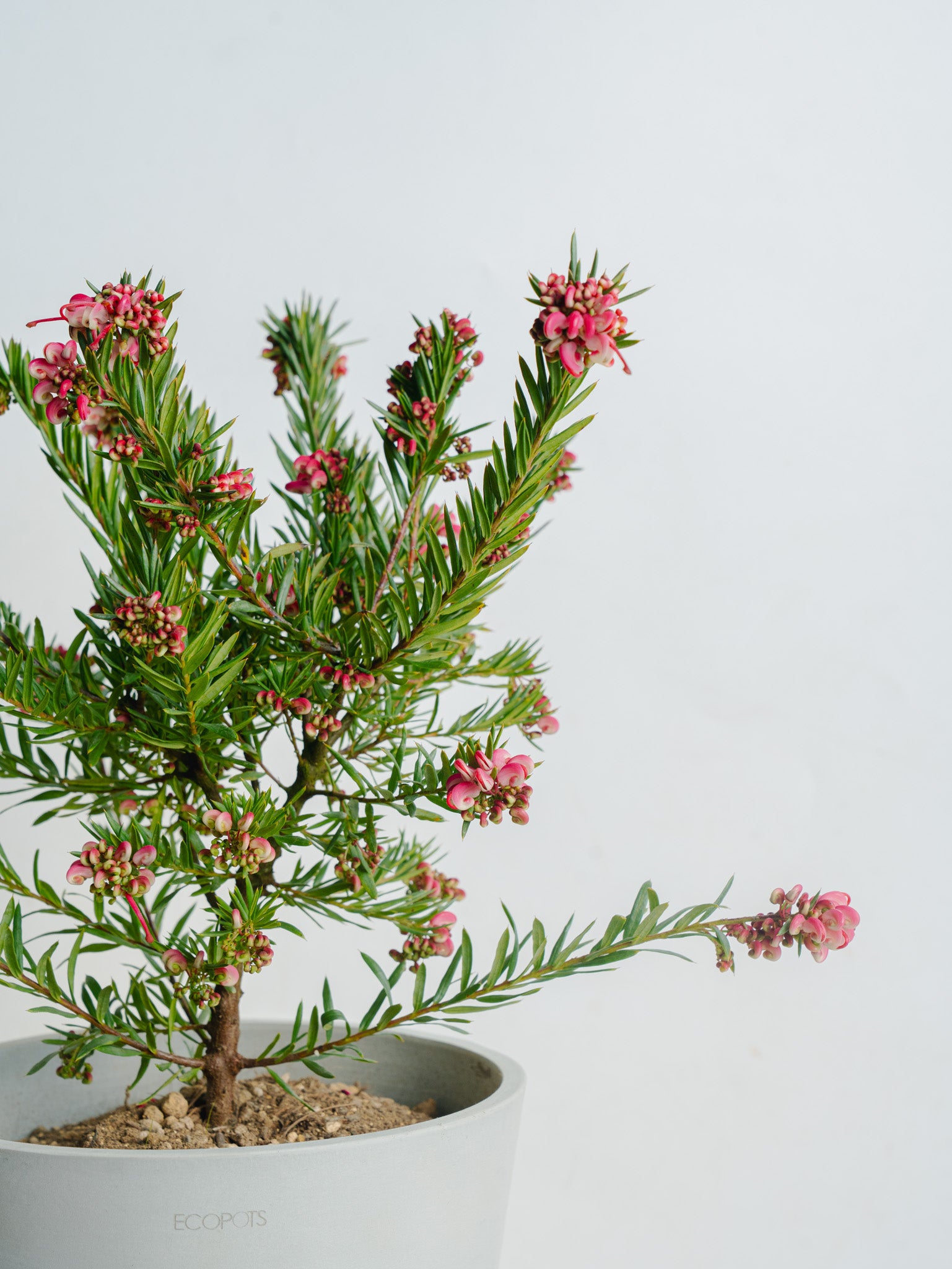 グレビレア ジョンエバンス S | 観葉植物の通販 AND PLANTS (アンド