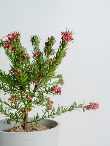 グレビレア ジョンエバンス S