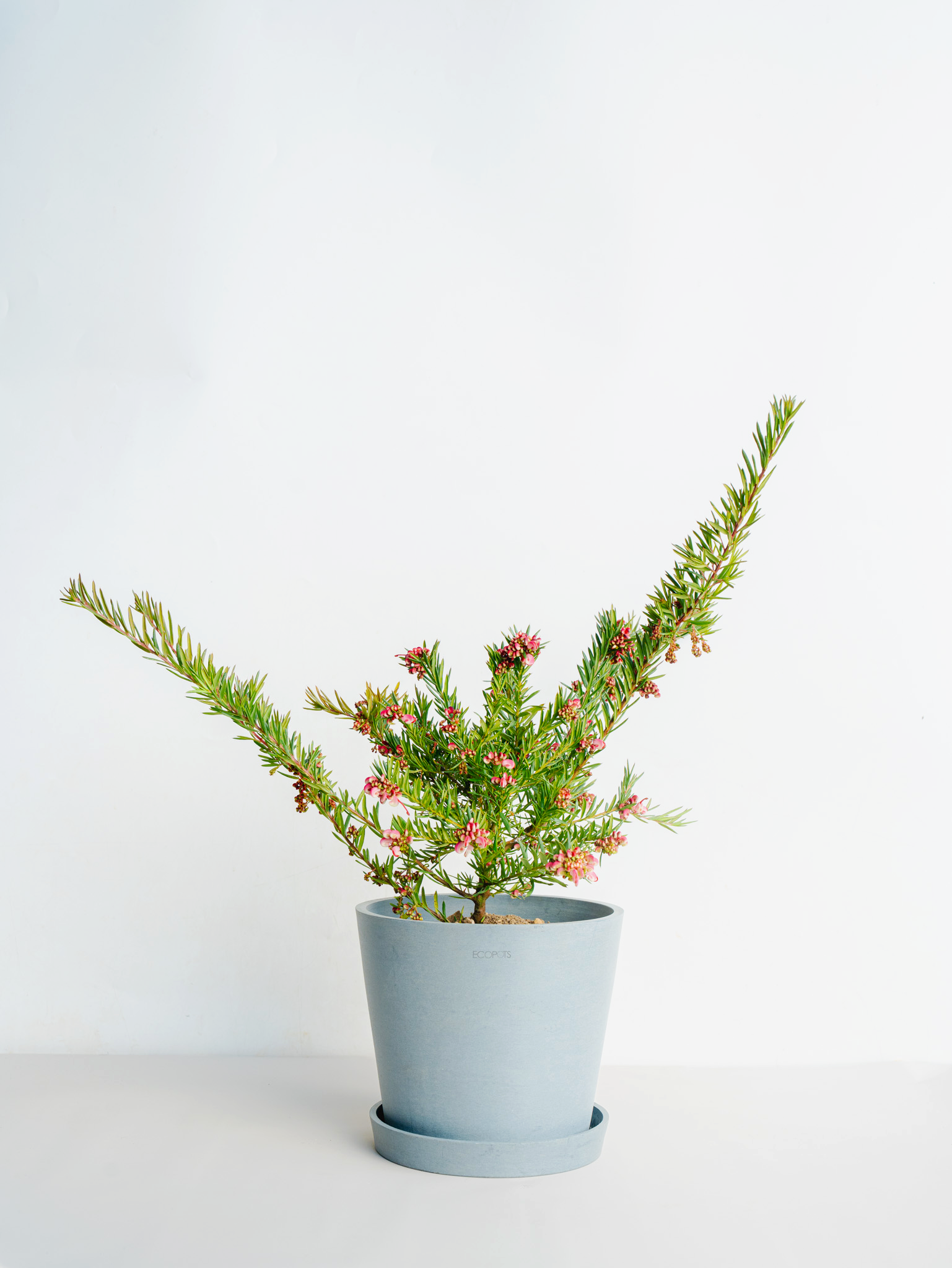 グレビレア ジョンエバンス S | 観葉植物の通販 AND PLANTS (アンド