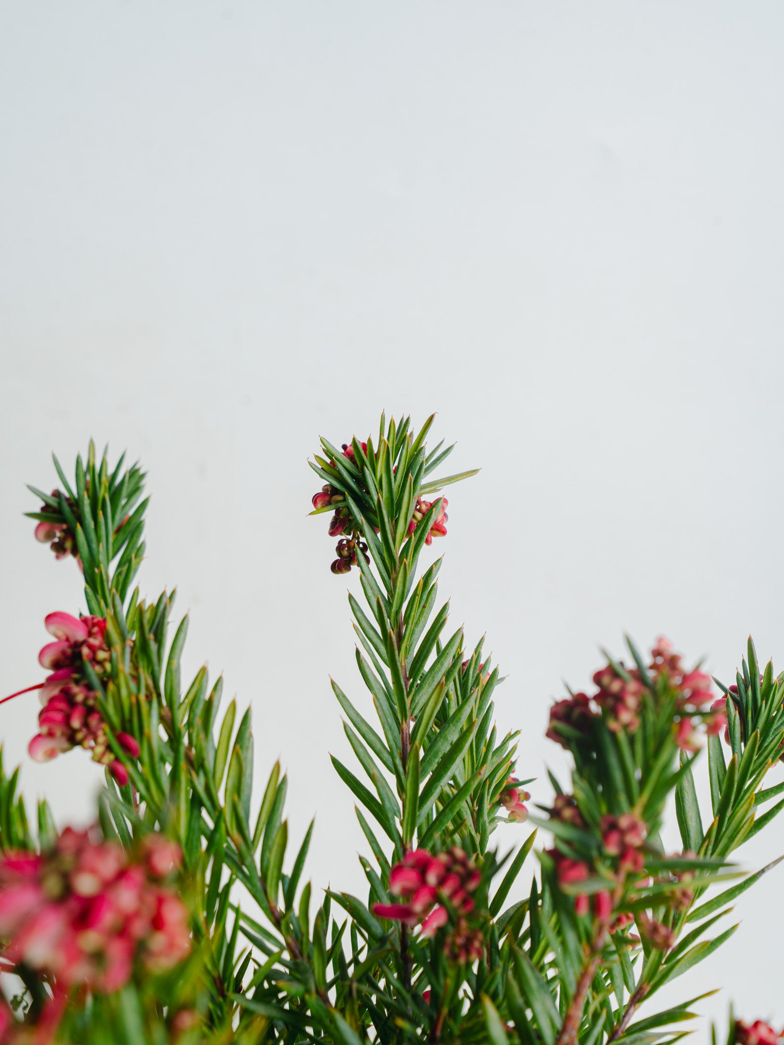 グレビレア ジョンエバンス S | 観葉植物の通販 AND PLANTS (アンド