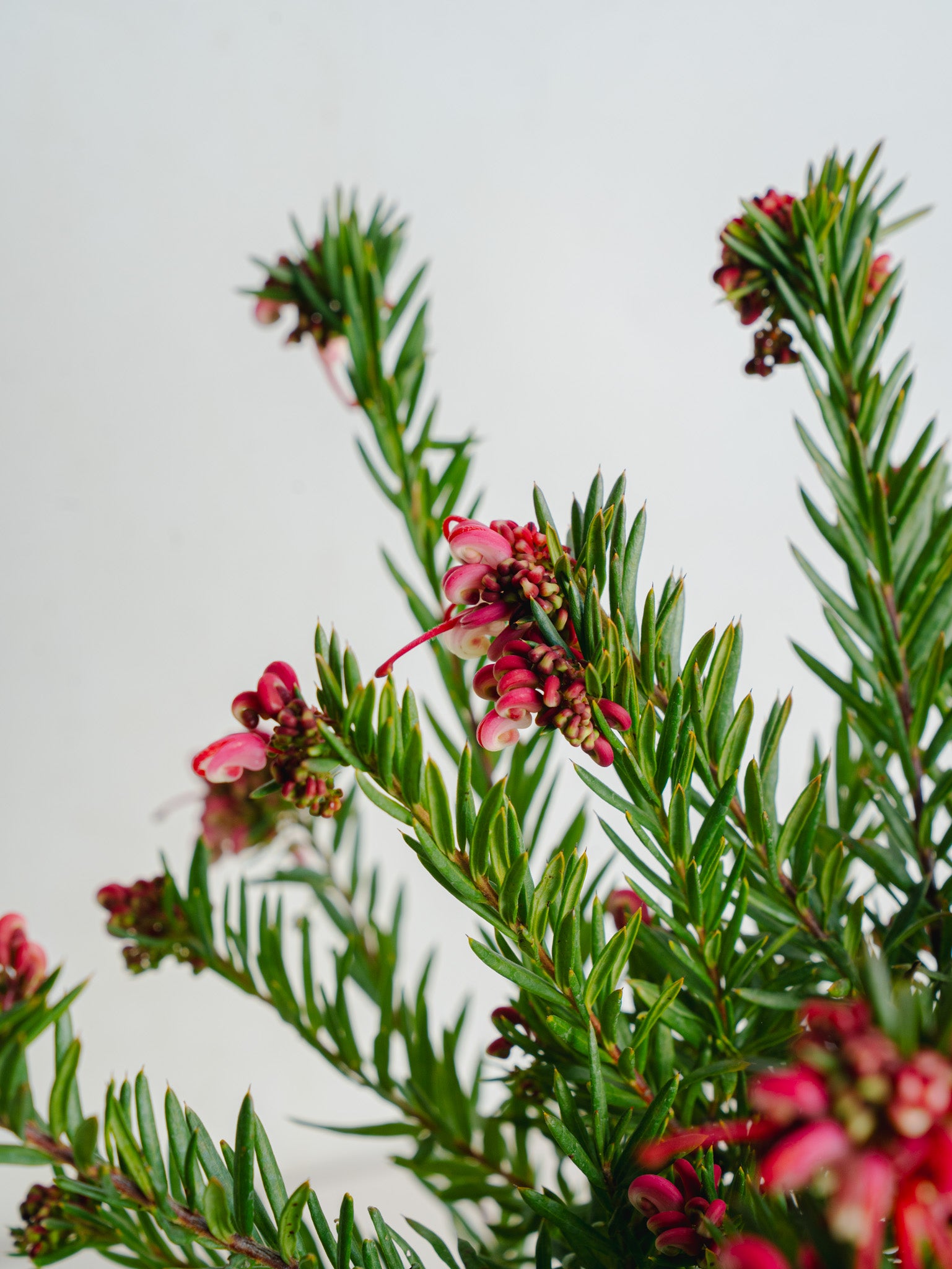 グレビレア ジョンエバンス S | 観葉植物の通販 AND PLANTS (アンド