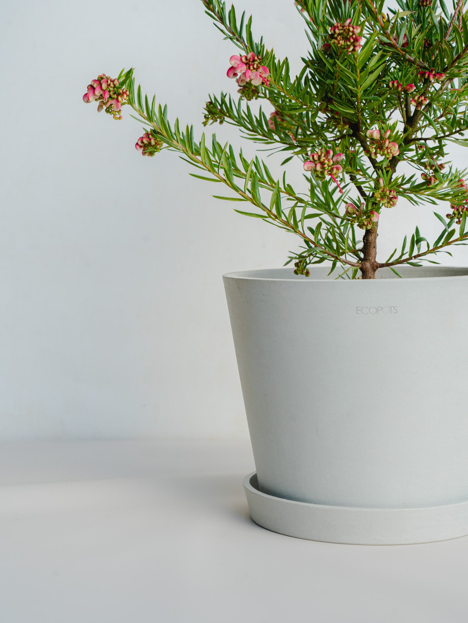 グレビレア ジョンエバンス S | 観葉植物の通販 AND PLANTS (アンド