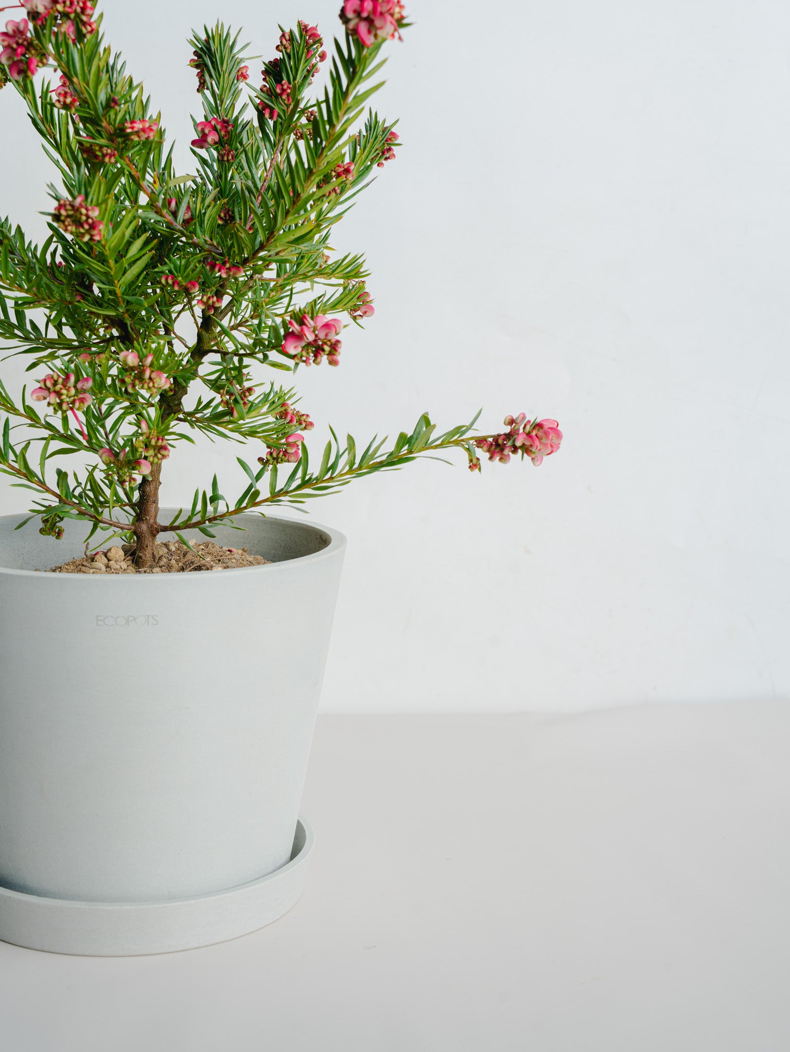 グレビレア ジョンエバンス S | 観葉植物の通販 AND PLANTS (アンド