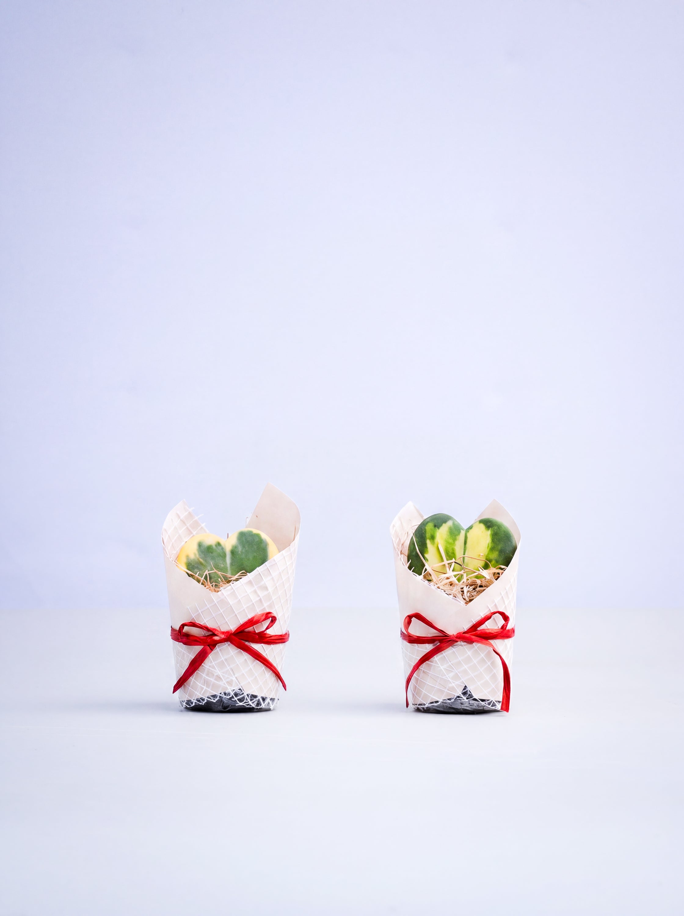 ハートホヤ Table-S | 観葉植物の通販 AND PLANTS (アンドプランツ)