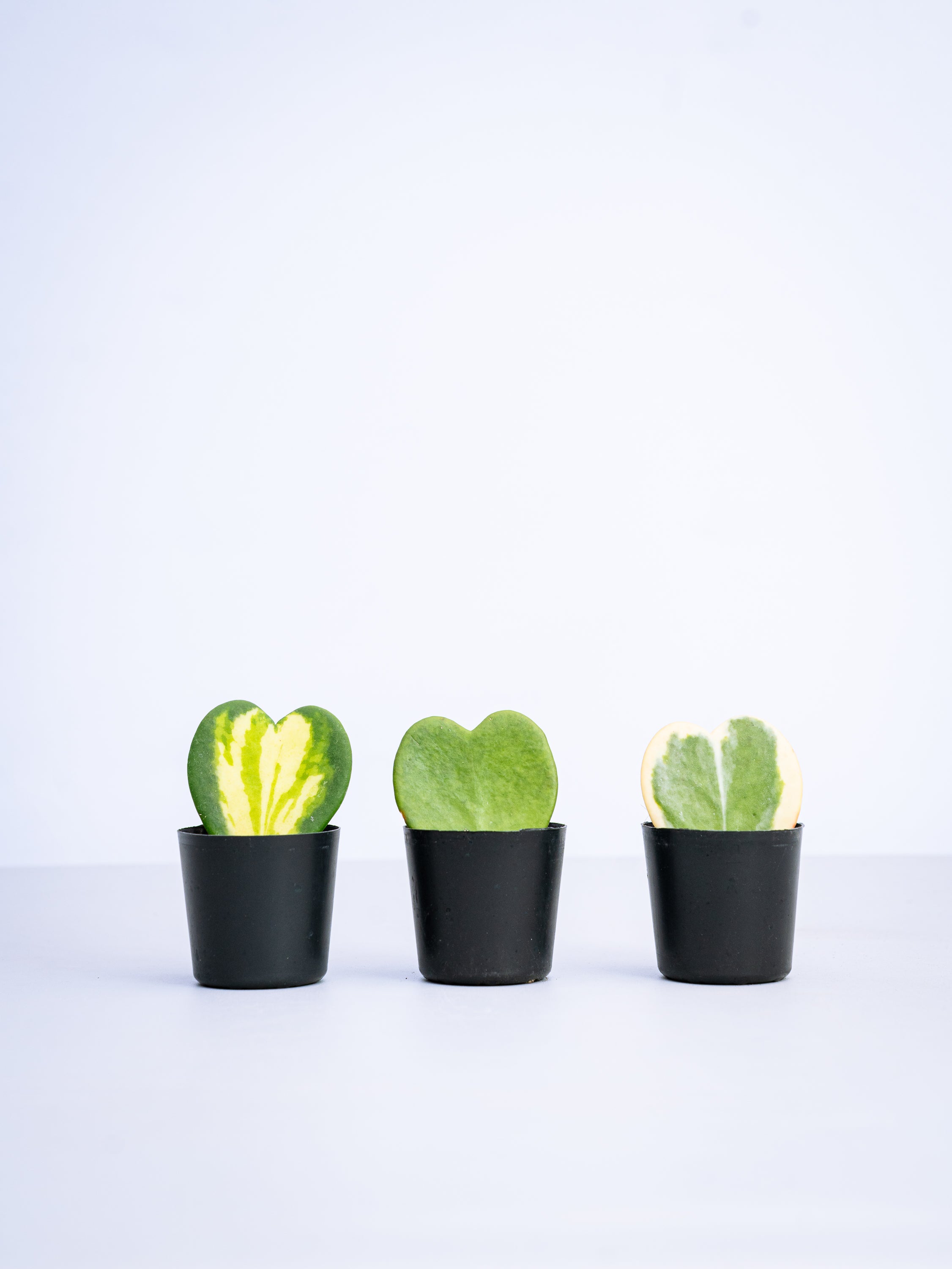 ハートホヤ Table-S | 観葉植物の通販 AND PLANTS (アンドプランツ)