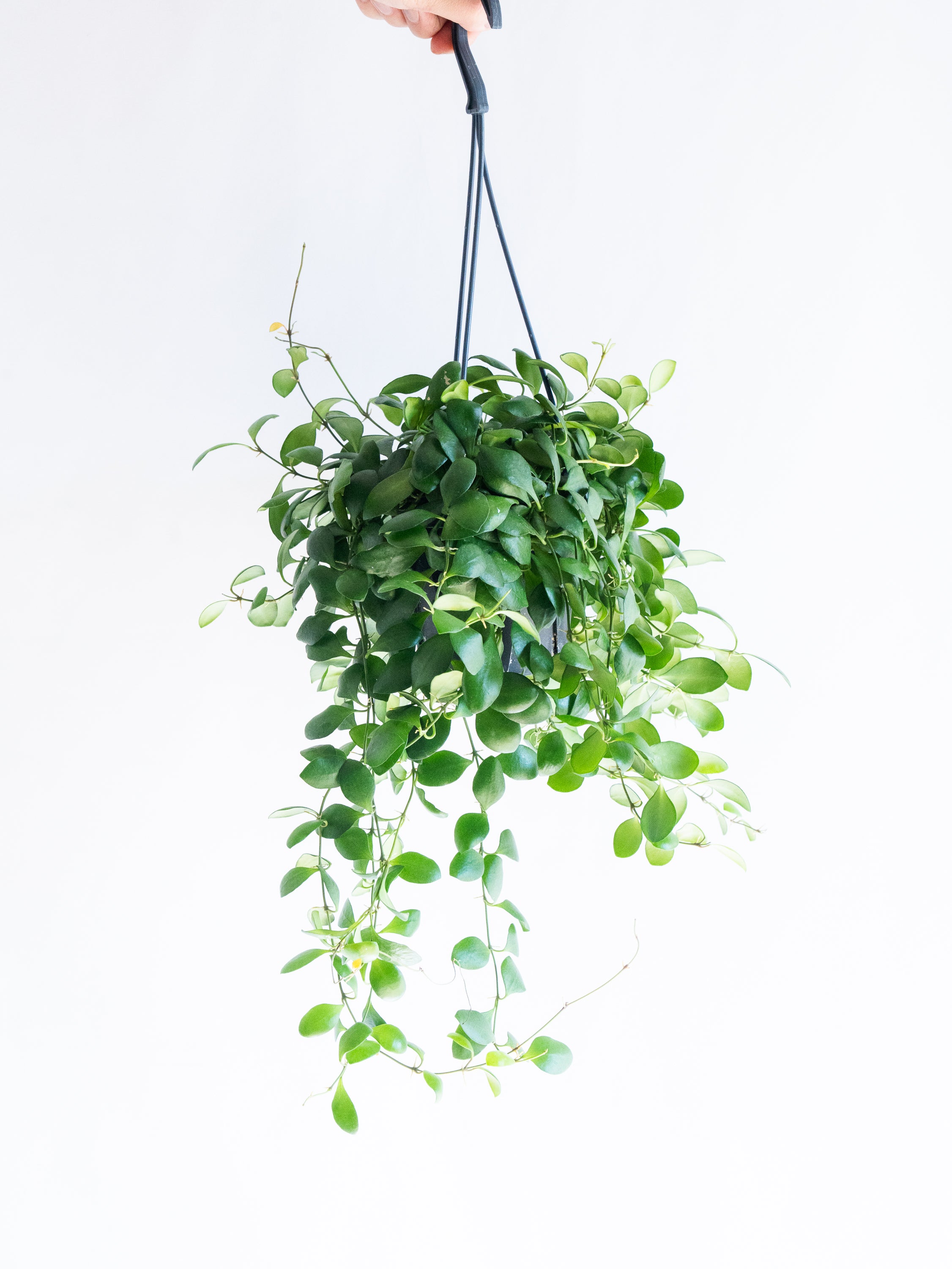 ホヤ・ヘウスケリアナ | 観葉植物の通販 AND PLANTS (アンドプランツ)