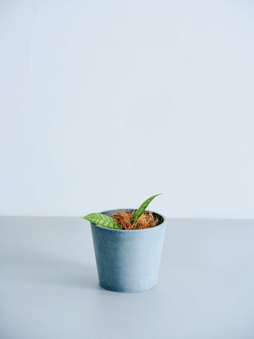 ホヤ・カリストフィラ 双葉 Table-M