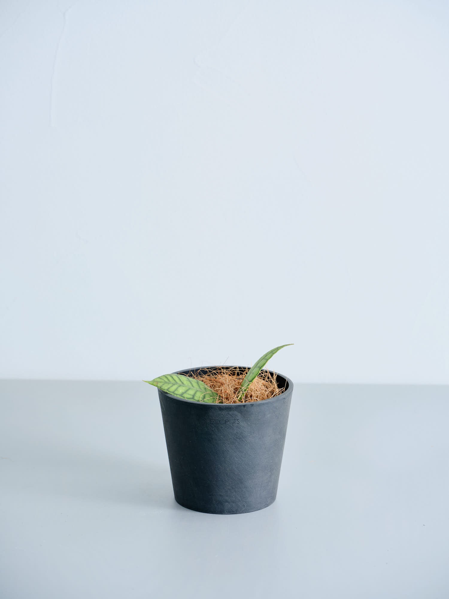ホヤ・カリストフィラ 双葉 Table-M| 観葉植物通販 AND PLANTS ホヤ・カリストフィラ 双葉 Table-M| 観葉植物通販 AND PLANTS