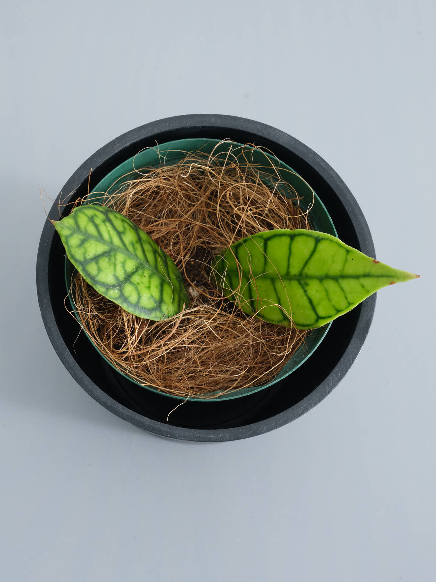 専用　ホヤ　Hoya 2点 ホヤ・カリストフィラ 双葉 Table-M | 観葉植物の通販 AND PLANTS