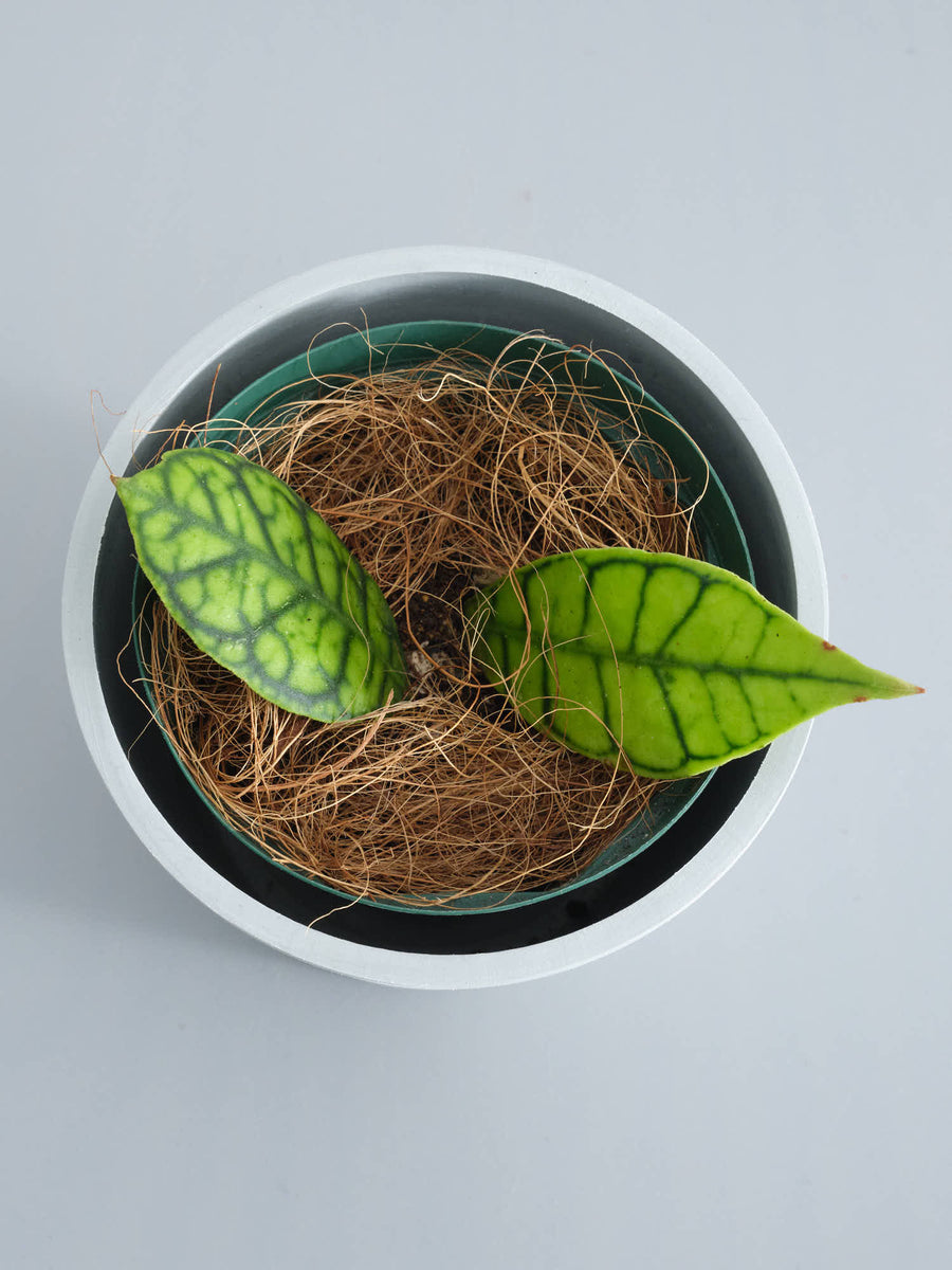 ホヤ・カリストフィラ 双葉 | 観葉植物の通販 AND PLANTS (アンドプランツ)